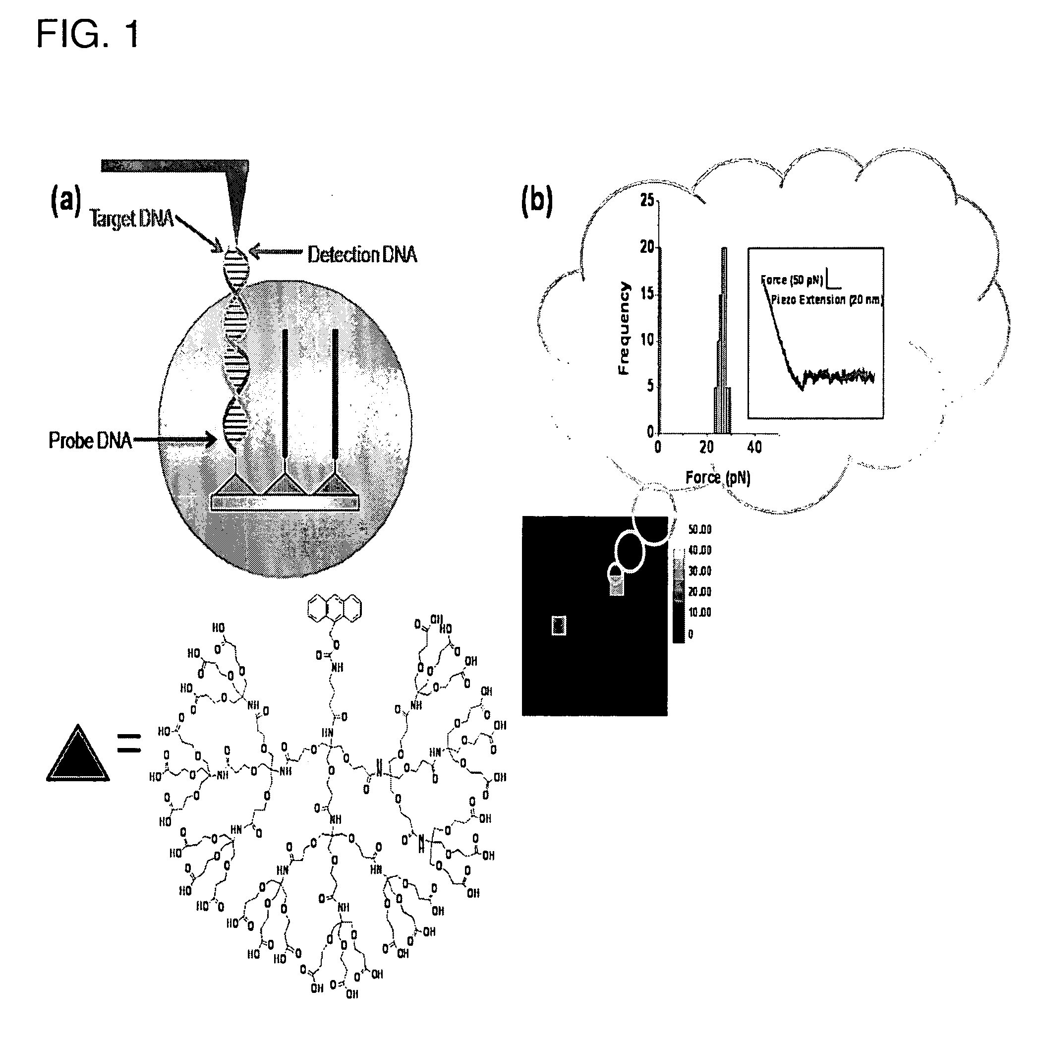 Atomic force microscope as an analyzing tool for biochip