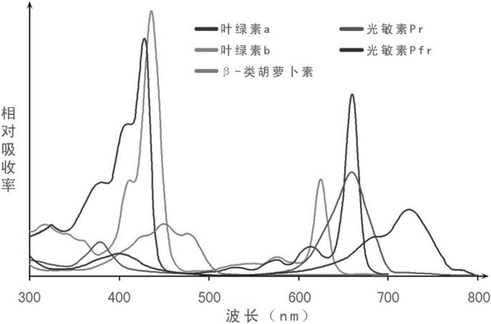 Laser radiation source plant growth device