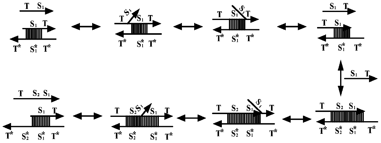 Implementation method of two-bit Gray code subtractor molecular circuit based on DNA strand displacement