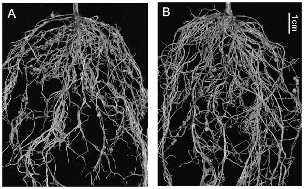 Genes that regulate the number of nodules in root nodule plants and their application in efficient nitrogen fixation