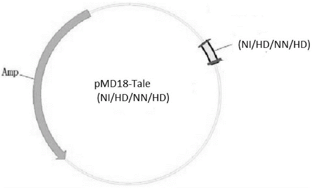 A pair of Talen recognition sequences targeting zebrafish forkhead box n1 gene and its mRNA preparation method