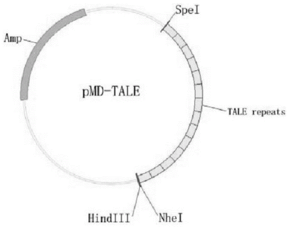 A pair of Talen recognition sequences targeting zebrafish forkhead box n1 gene and its mRNA preparation method