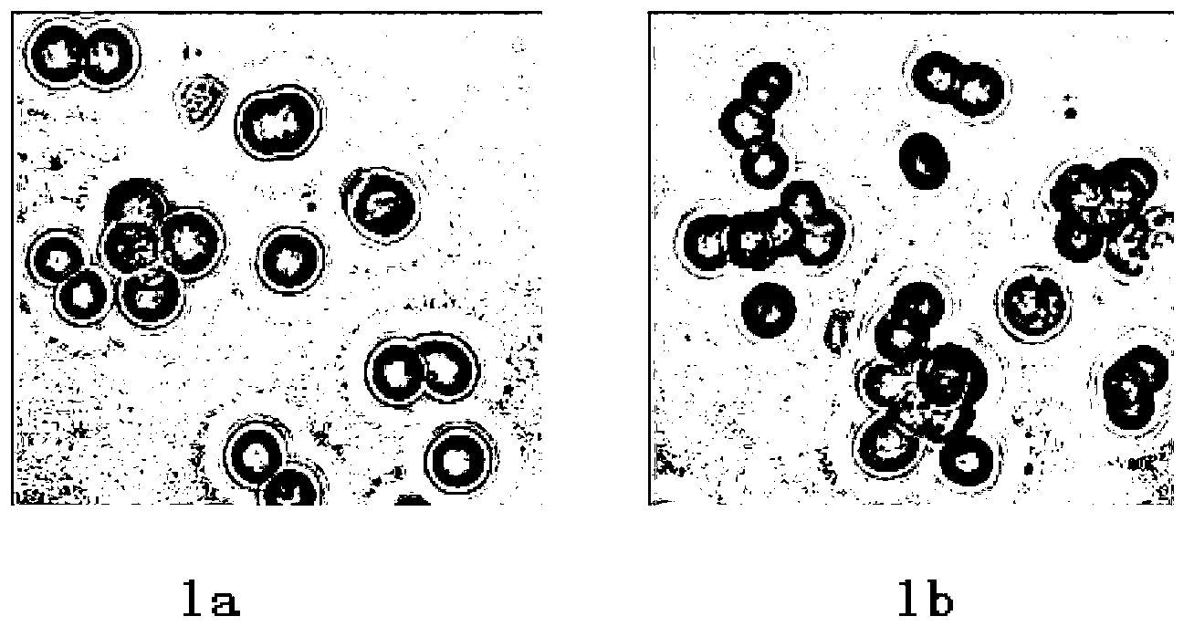 Tumour cell migration capability evaluation method and application