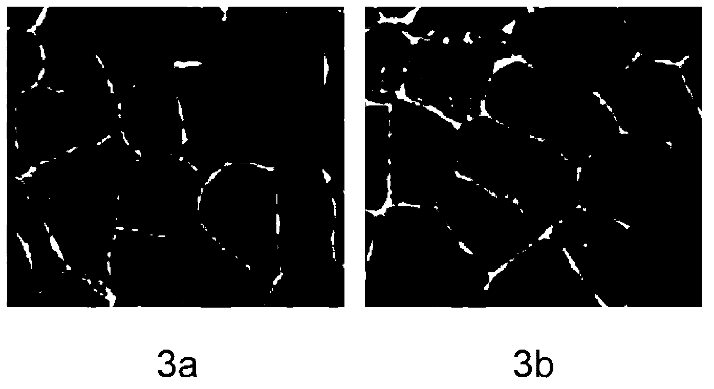 Tumour cell migration capability evaluation method and application