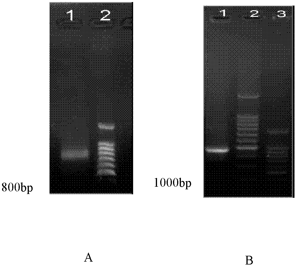 Triticum aestivum mevalonate kinase (TaMVK) gene as well as isolation colonizing and enzyme activity measuring method thereof