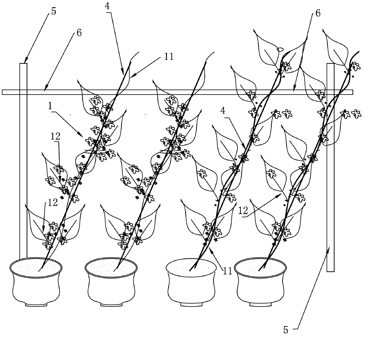 Vigorous cultural method for bougainvillea and vigorous bracket used by same