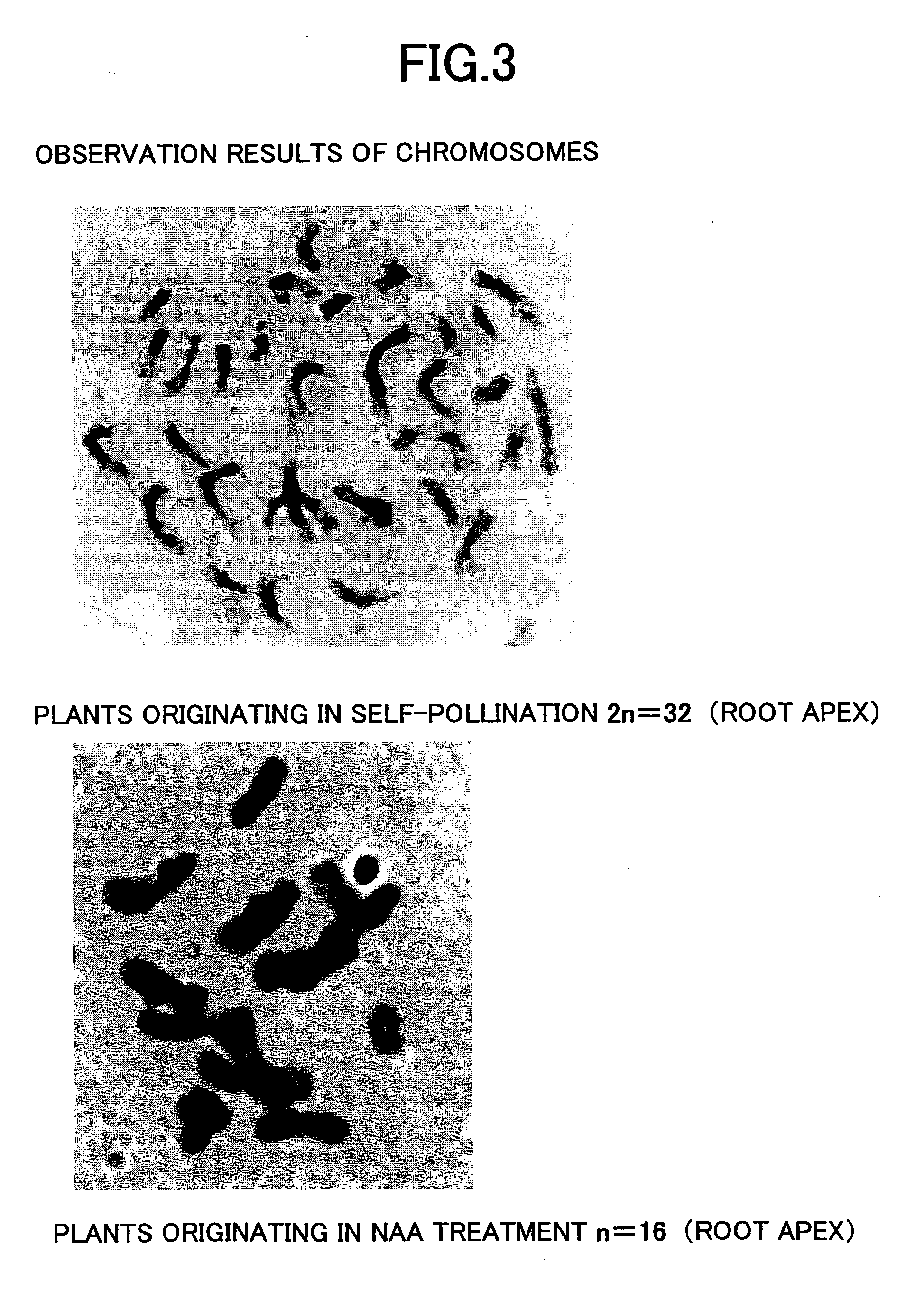 Method of constructing orchid haploid by treating unfertilized orchid flower with auxin and method of growing orchid