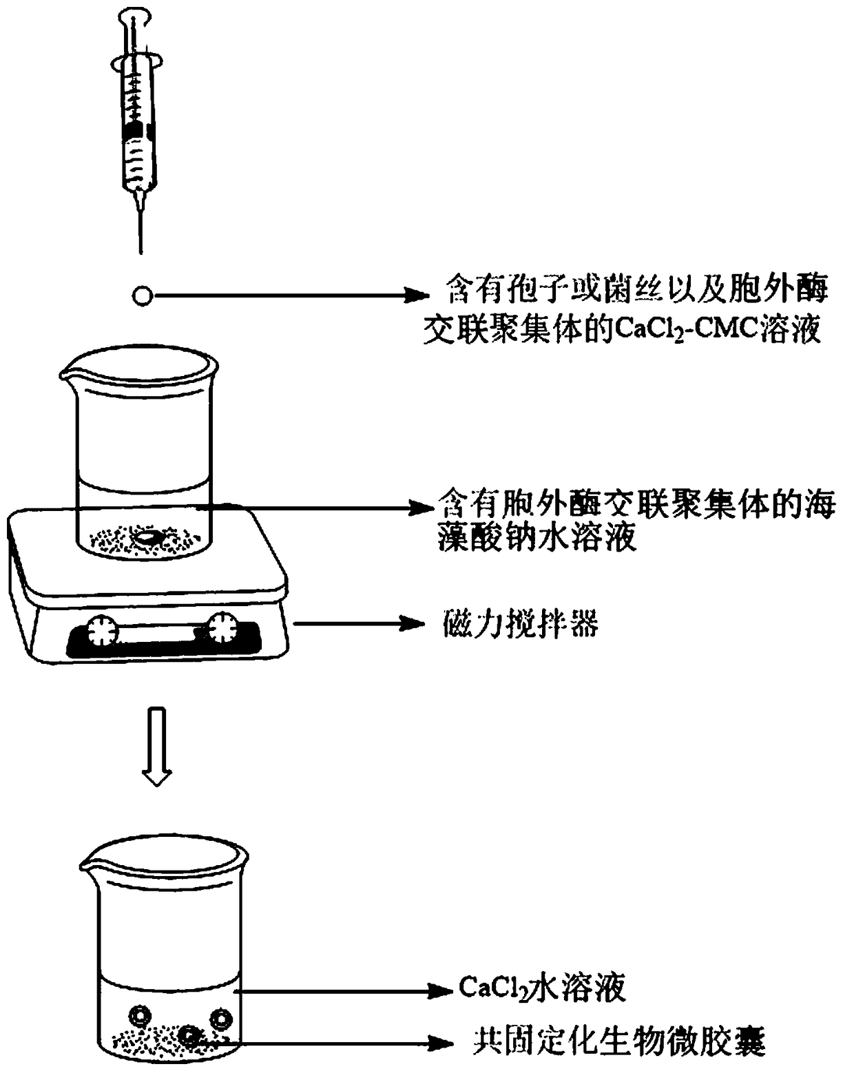 Calcium alginate-sodium carboxymethyl cellulose co-immobilized white rot fungus and its extracellular enzyme biological microcapsules and its preparation method