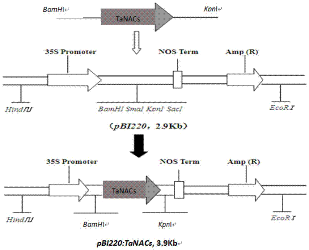 A nac transcription factor gene tanacs in wheat and its expression vector and application