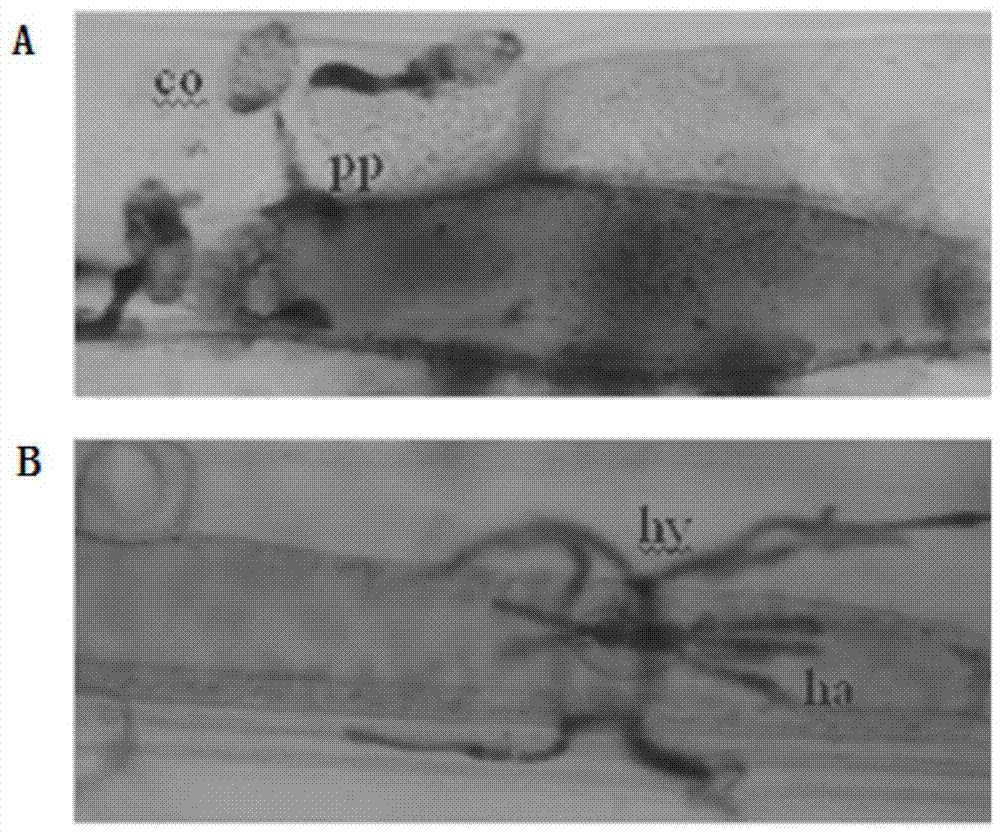 A nac transcription factor gene tanacs in wheat and its expression vector and application