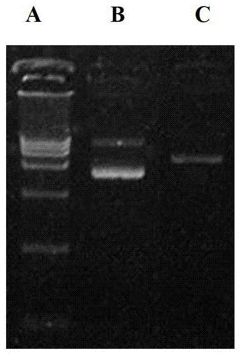 Preparation method and application of recombination coxsackie virus B3-type virus-like particles