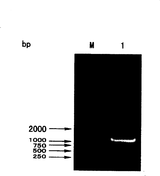 Expression of vibrio alginolyticus outer membrane protein VA0760 and application thereof as vaccine component