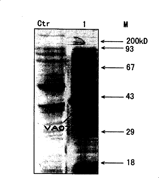 Expression of vibrio alginolyticus outer membrane protein VA0760 and application thereof as vaccine component