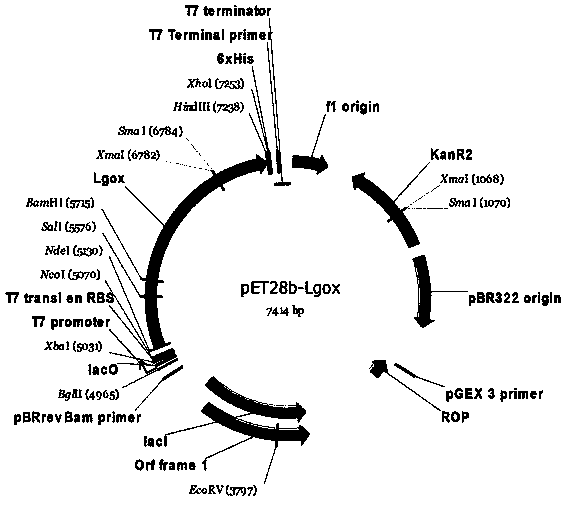 Enzymic method for producing [alpha]-ketoglutaric acid