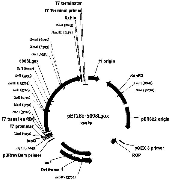 Enzymic method for producing [alpha]-ketoglutaric acid