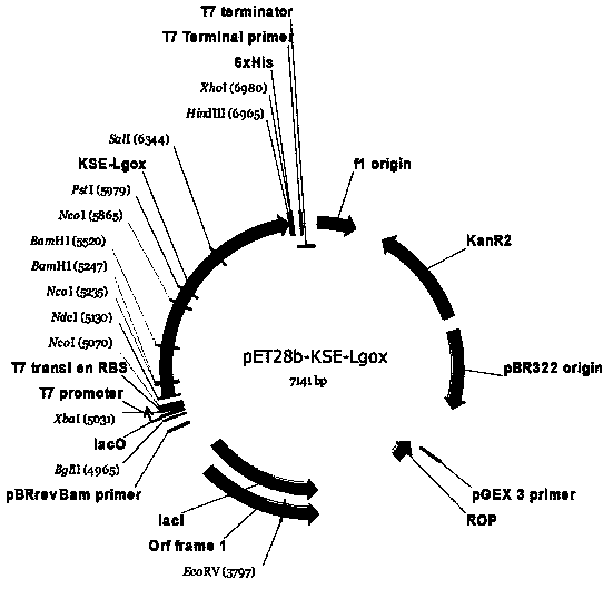 Enzymic method for producing [alpha]-ketoglutaric acid