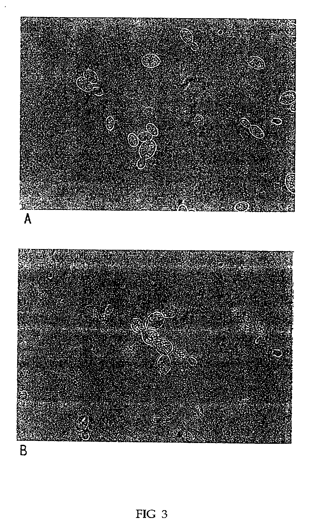 Process for extracting astaxanthin pigment from yeast and extracted pigment thereof