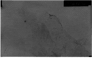 Method for preparing graphene modified by silane coupling agent