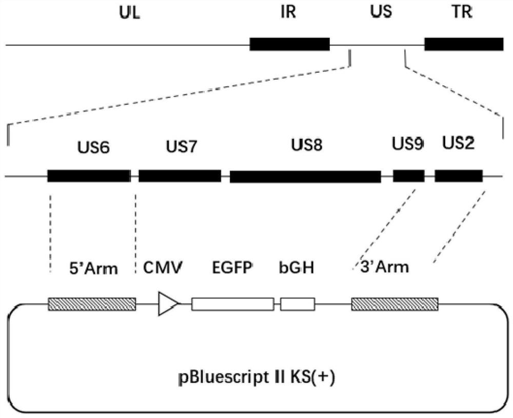 A Pseudorabies virus qd strain weakened by three gene deletions