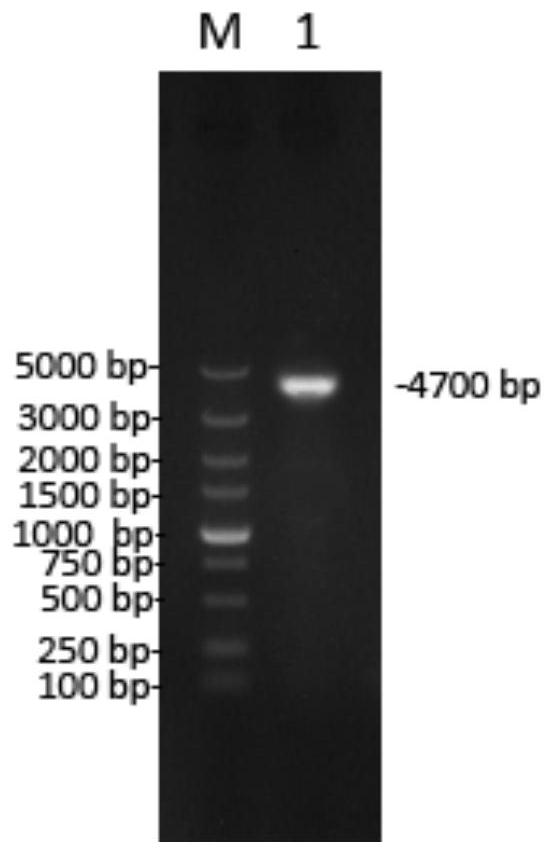 A Pseudorabies virus qd strain weakened by three gene deletions