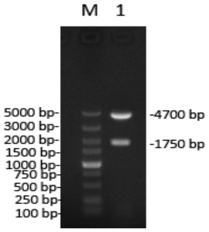 A Pseudorabies virus qd strain weakened by three gene deletions