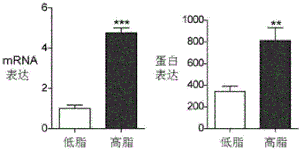 Applications of Periostin gene and Periostin antibody in preparation of medicaments