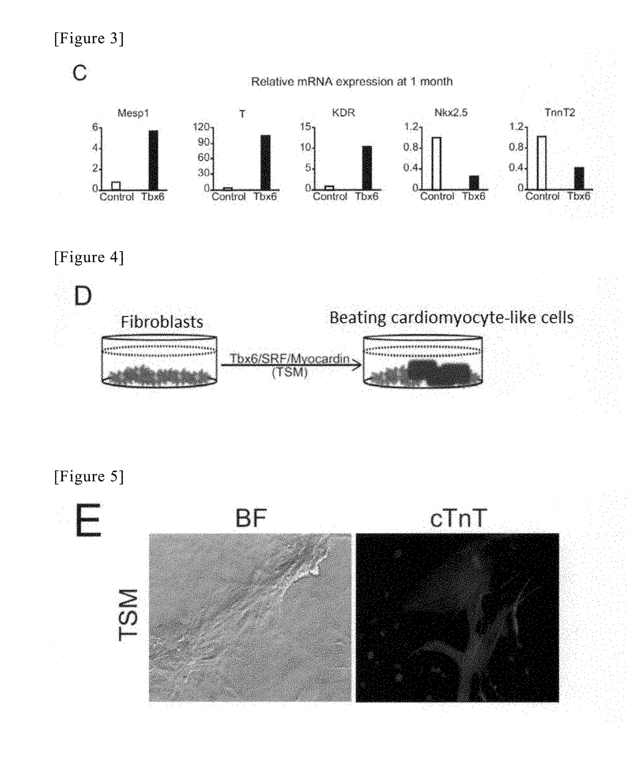 Method for directly producing cardiac precursor cell or myocardial cell from fibroblast