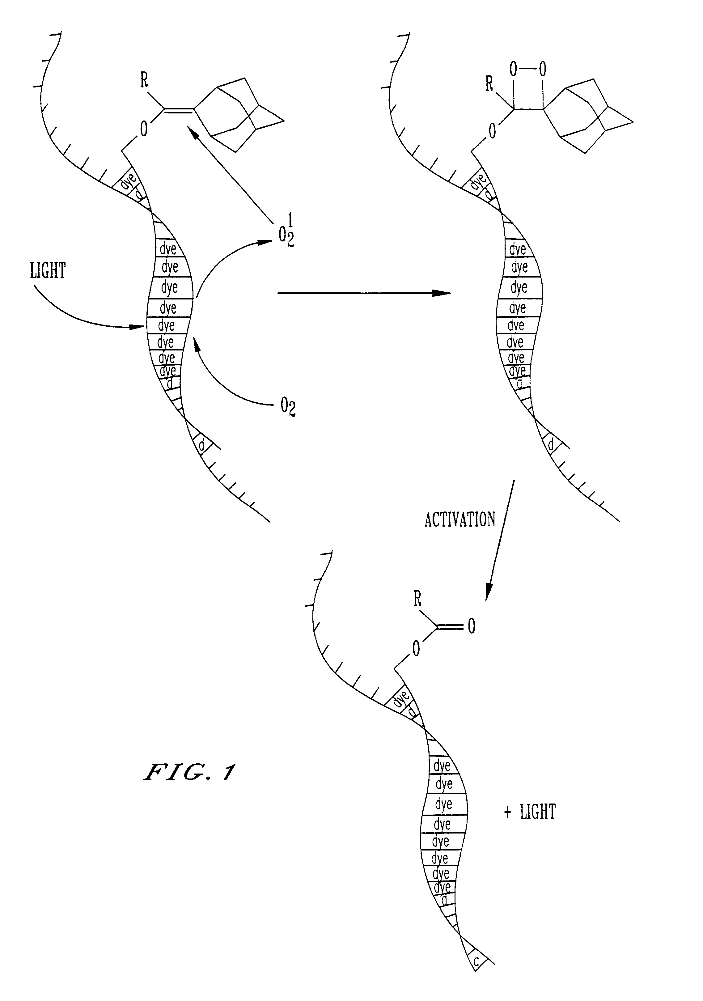 Dioxetane labeled probes and detection assays employing the same