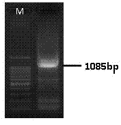 Construction method and application of complementary deoxyribonucleic acid (cDNA) of somatic embryogenesis receptor-like kinase (SERK) coding gene for regulating somatic embryogenesis of anthurium andraeanum