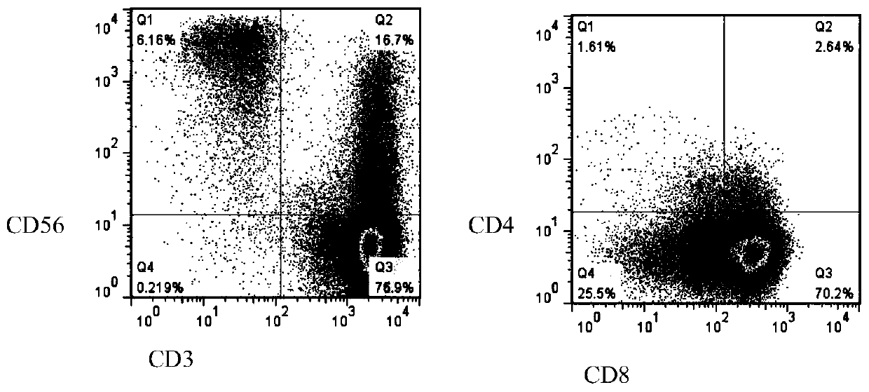 Allogeneic antigen-presenting cell targeting KRAS mutation, construction method and preparation method of intestinal cancer specific CTL cell