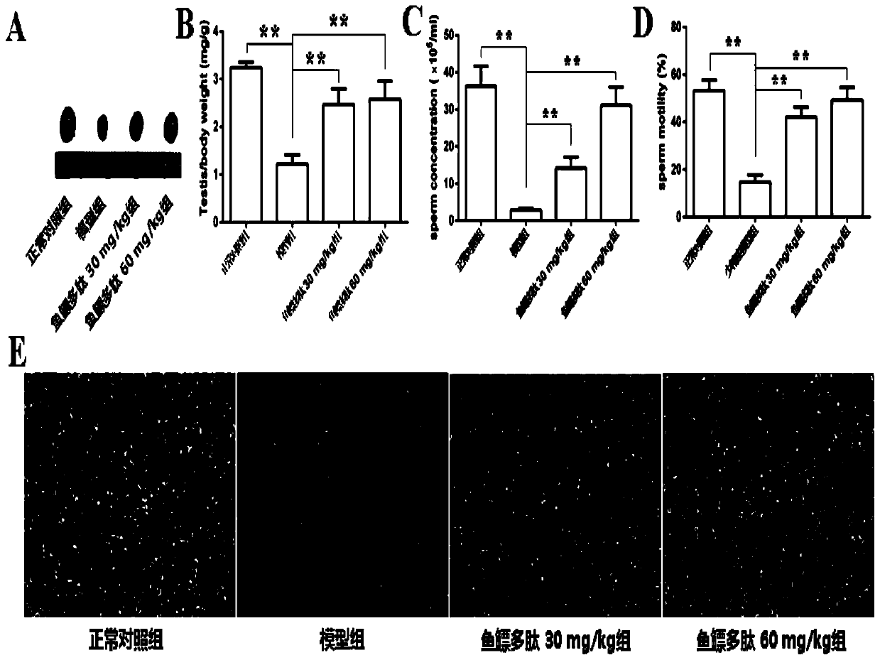 Application of swim bladder polypeptide