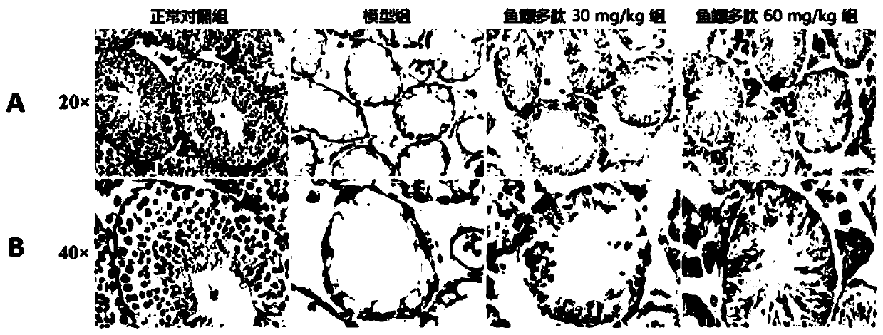 Application of swim bladder polypeptide