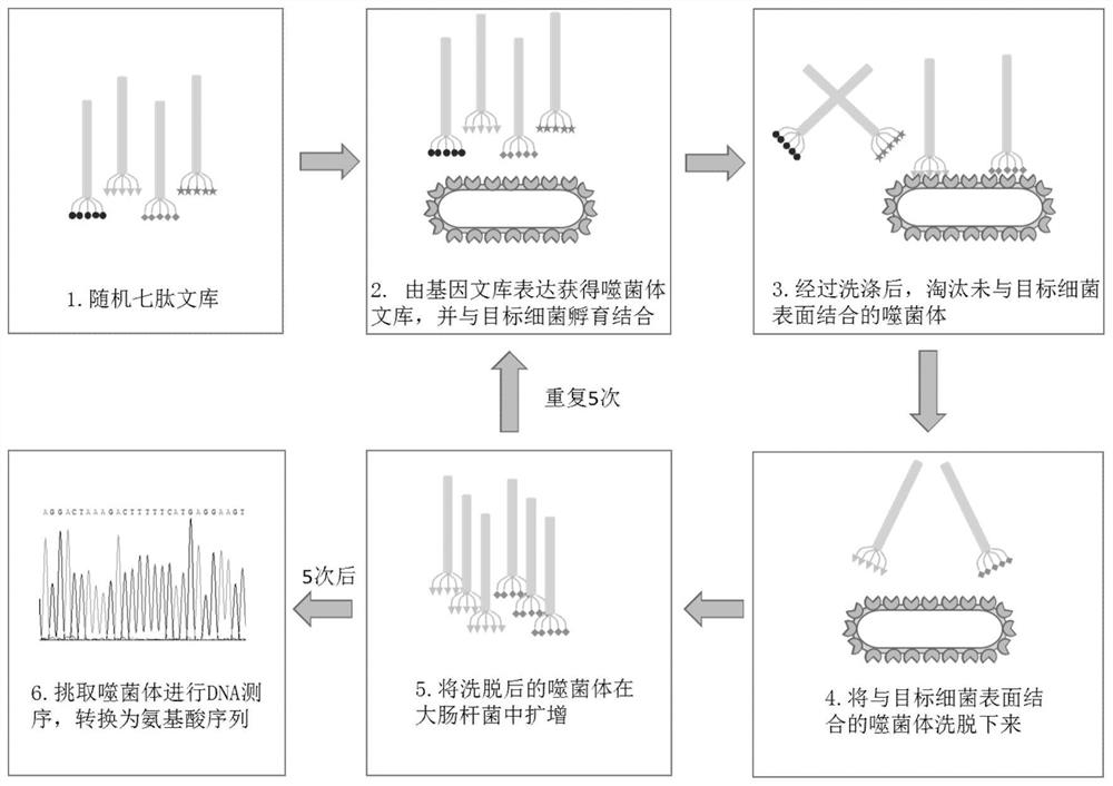 A kind of screening method of antimicrobial peptide and its application