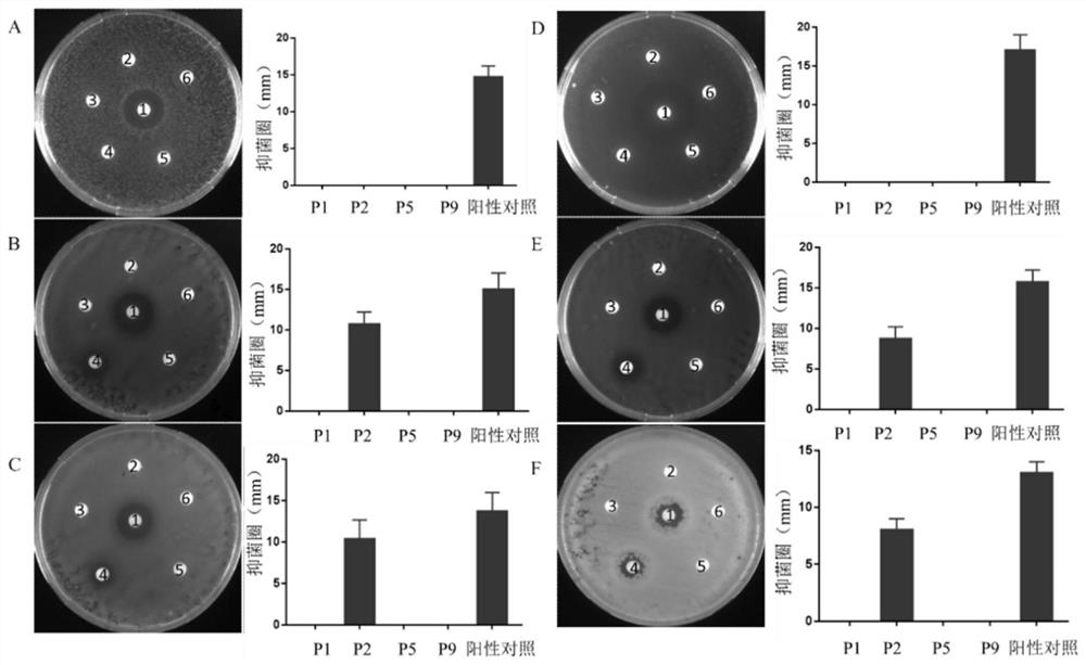 A kind of screening method of antimicrobial peptide and its application