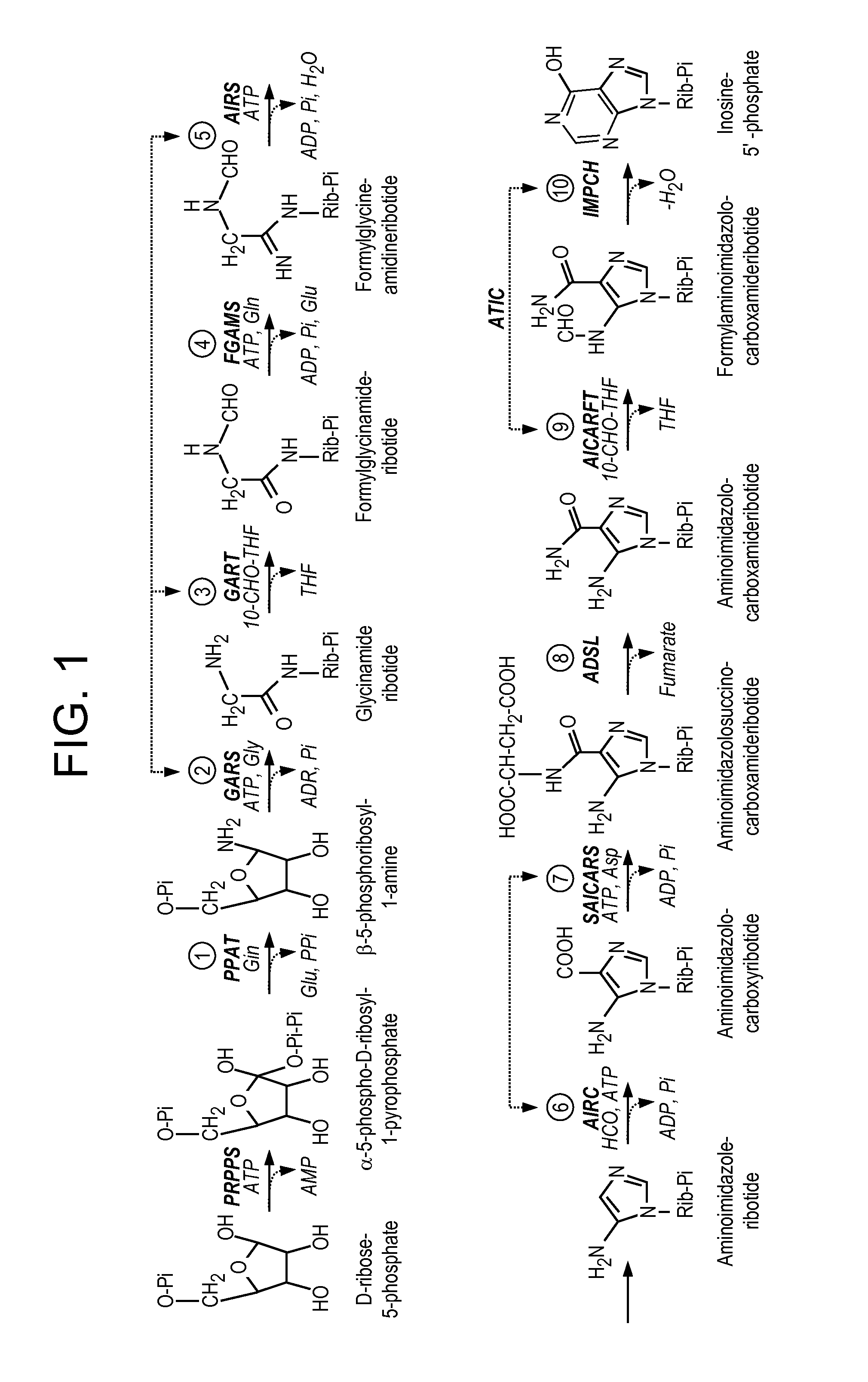 Methods related to casein kinase ii (CK2) inhibitors and the use of purinosome-disrupting ck2 inhibitors for Anti-cancer therapy agents