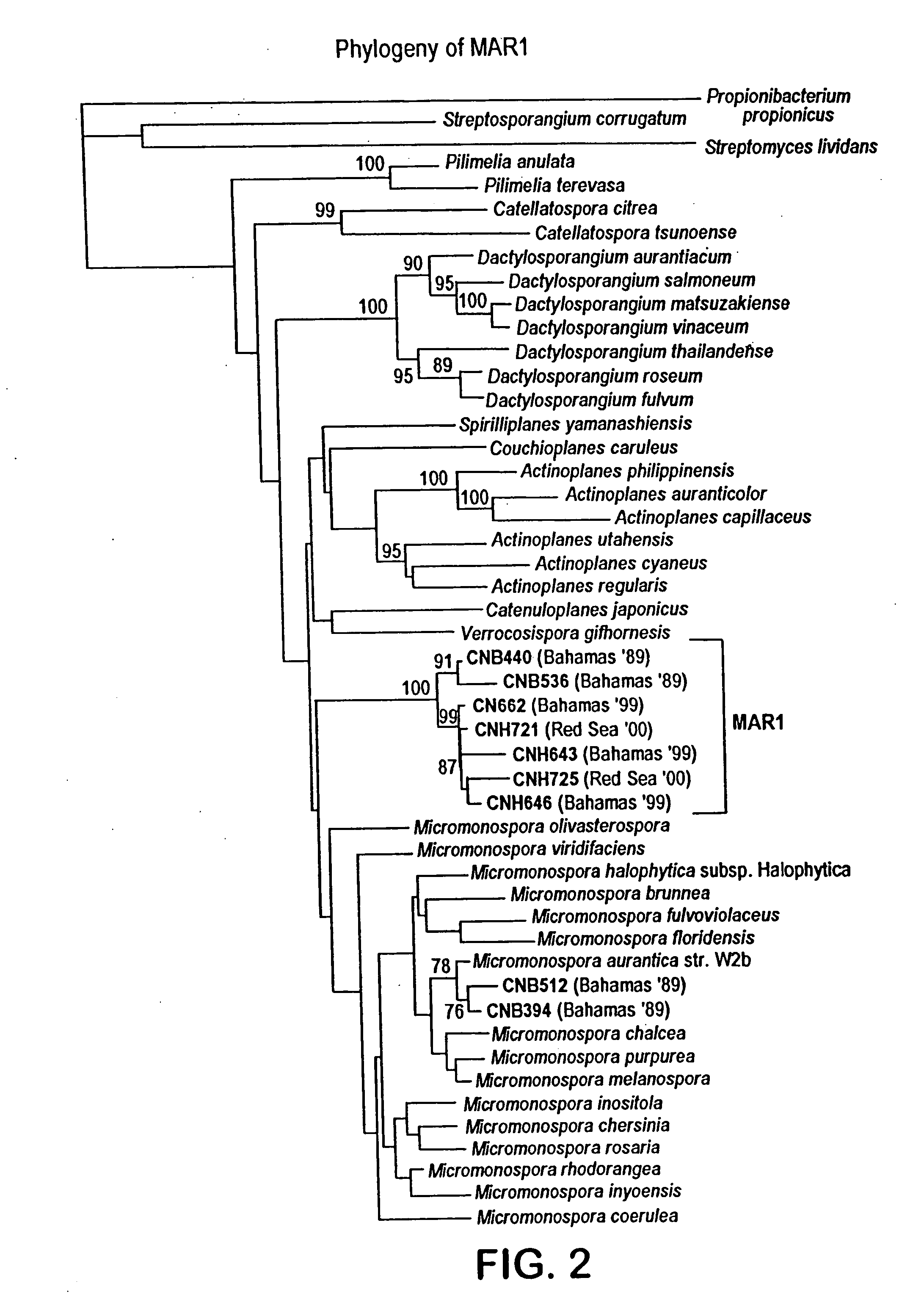 Salinosporamides and methods for use thereof