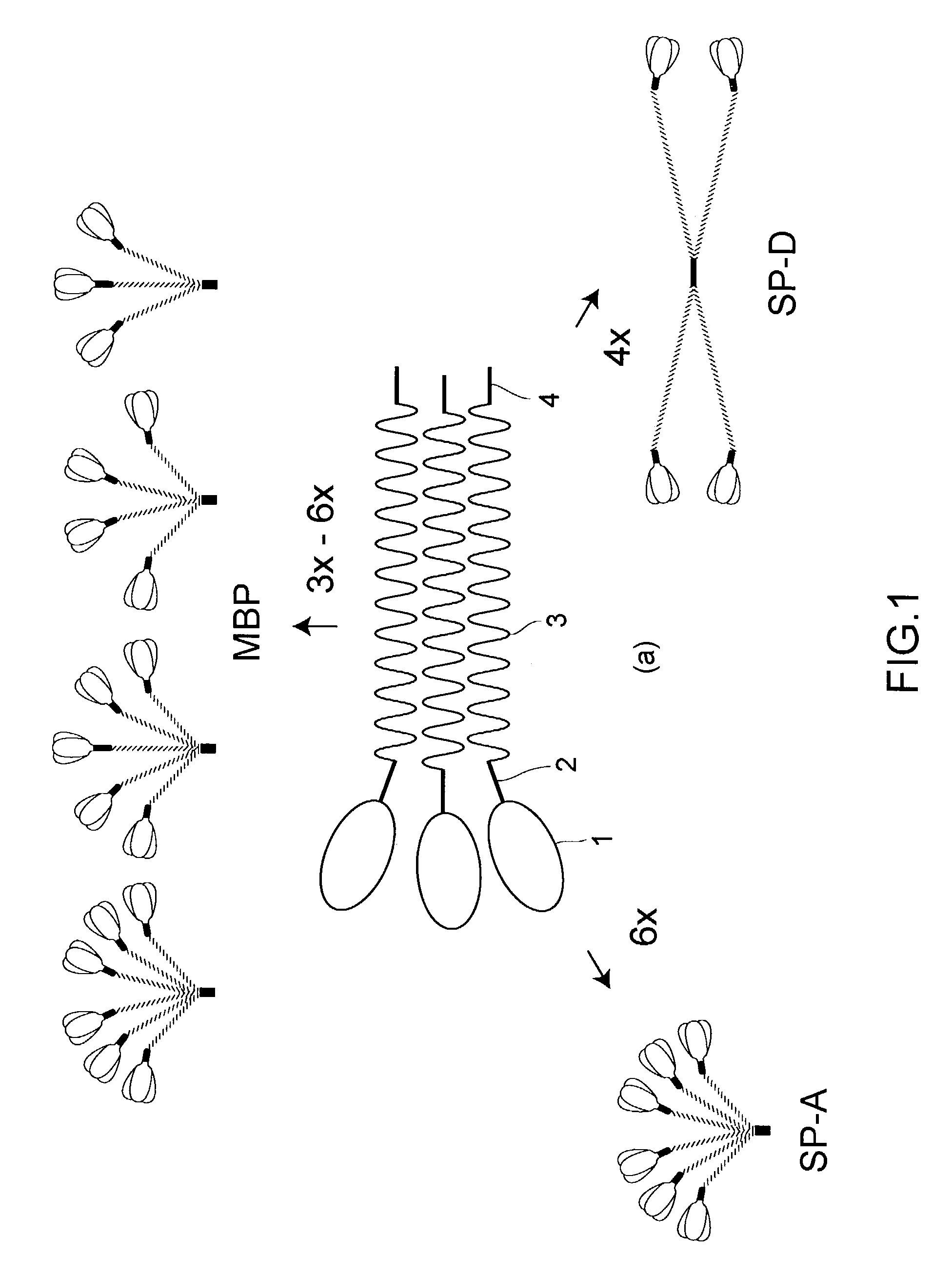 Recombinant human mannan-binding proteins and producing method of the same