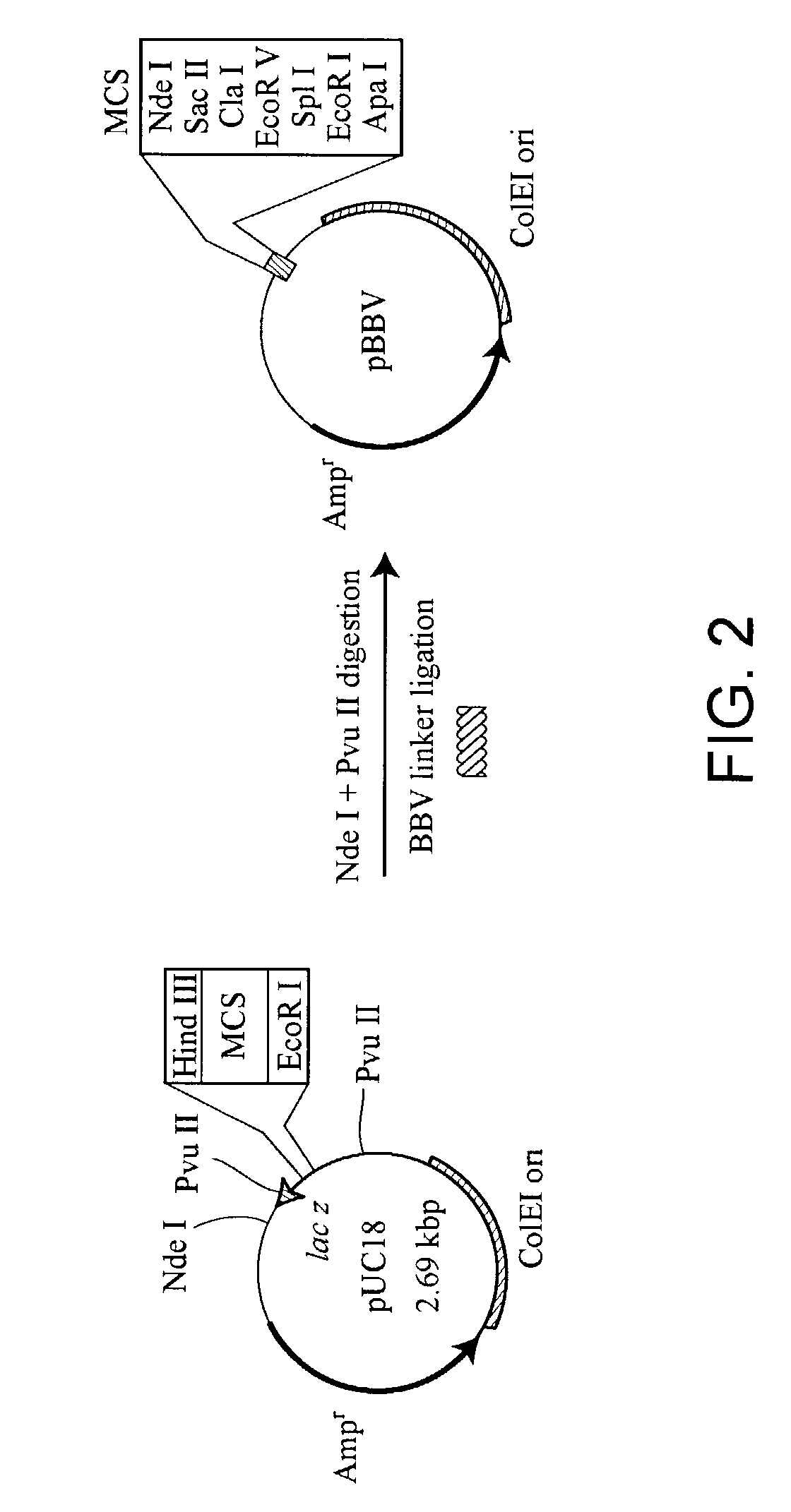 Recombinant human mannan-binding proteins and producing method of the same