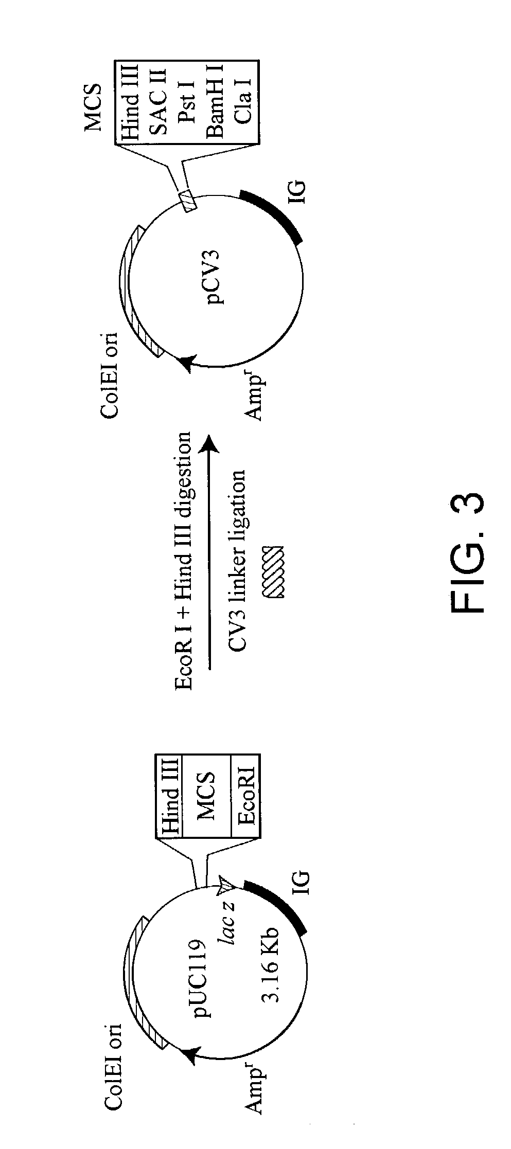 Recombinant human mannan-binding proteins and producing method of the same