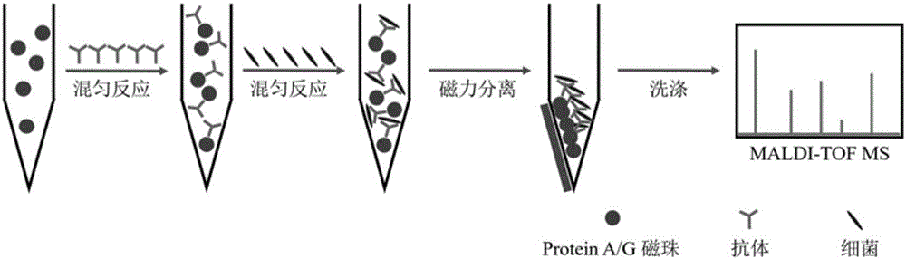 Method for quickly and accurately identifying microorganism in sample