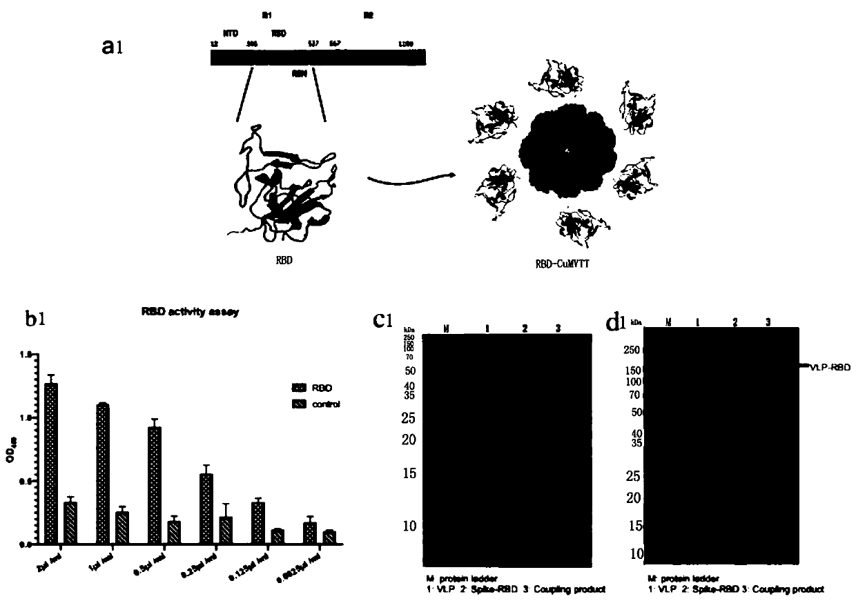 COVID-19-S-RBD virus-like particles and vaccine, and preparation methods of virus-like particles and vaccine