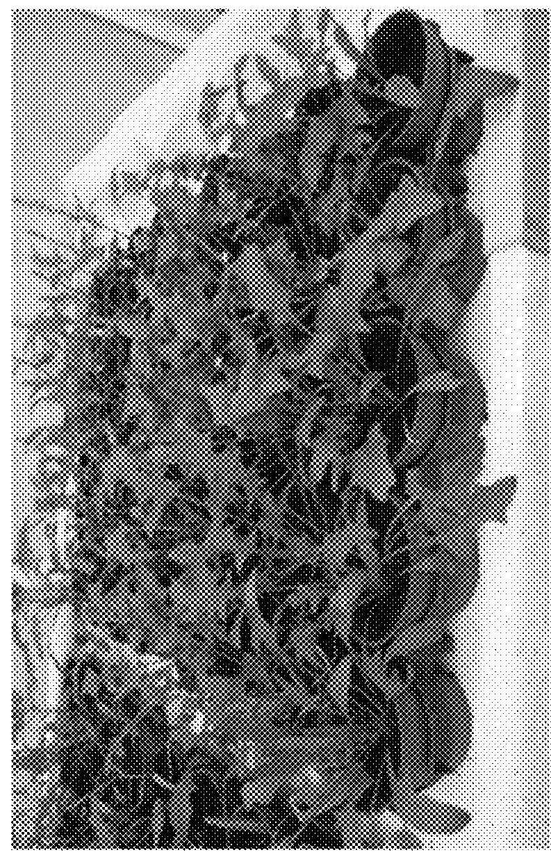 Methods and compositions for <i>Peronospora </i>resistance in spinach