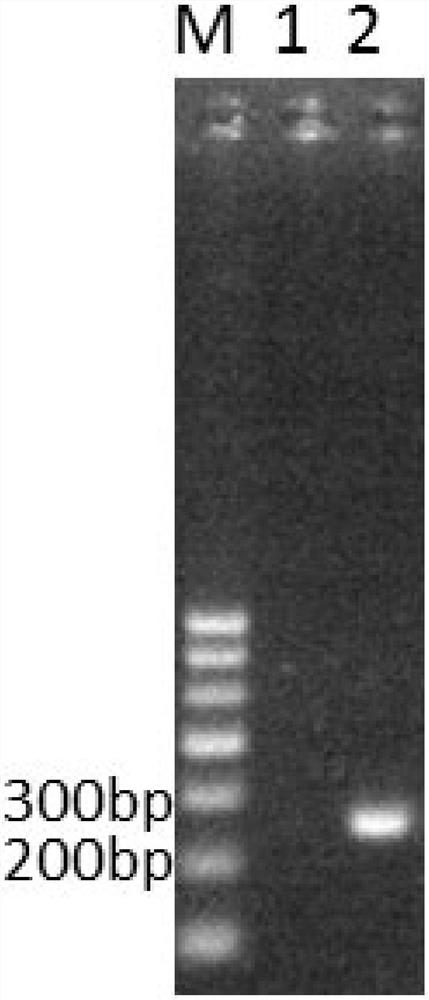 Primer set and method for identifying Streptomyces flavus w68