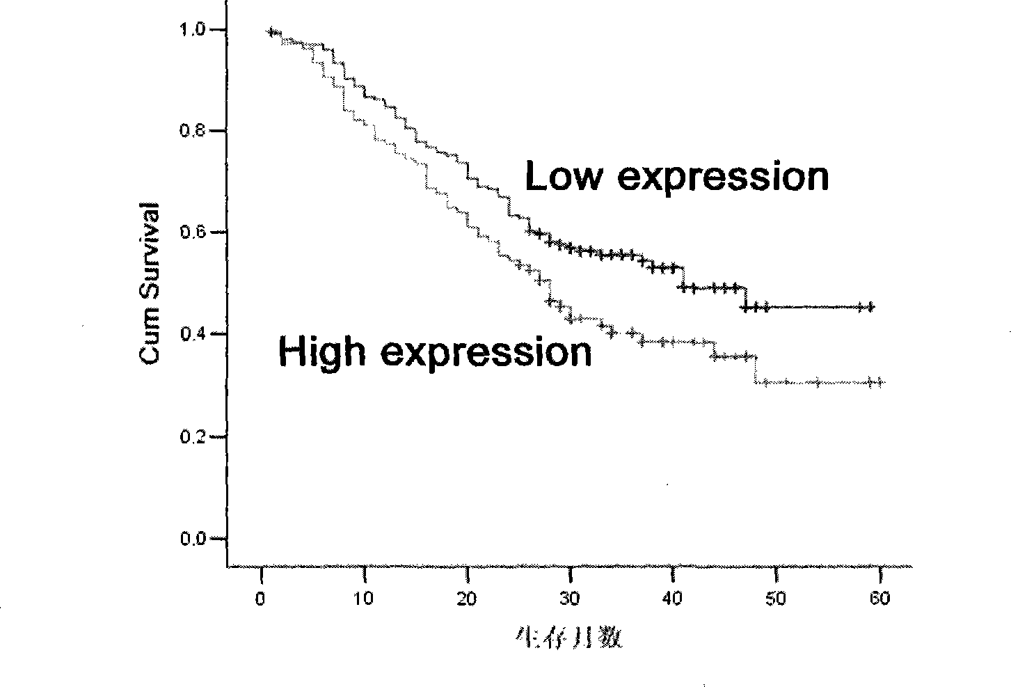 Kit for utilizing combination of four kinds of protein for predicting prognosis of esophagus cancer patient