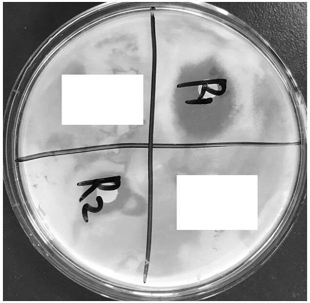 Microorganism-derived agricultural bacteriostatic agent and preparation method thereof