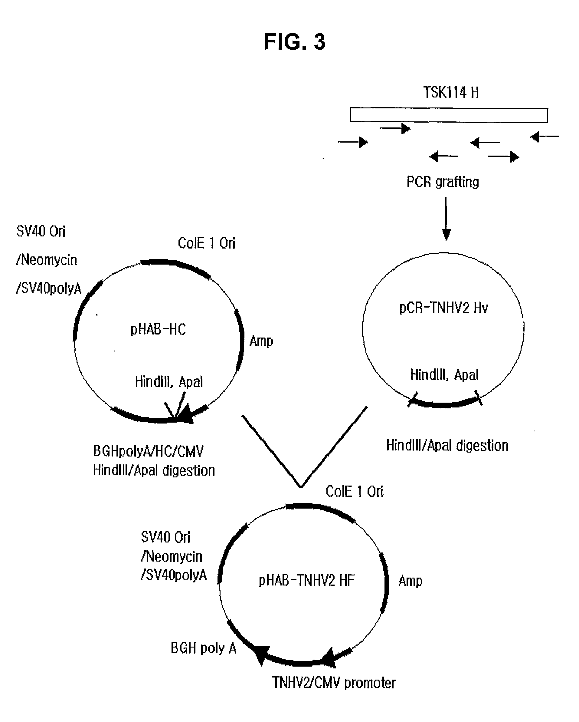 Humanized Antibody Specific For Tumor Necrosis Factor-Alpha