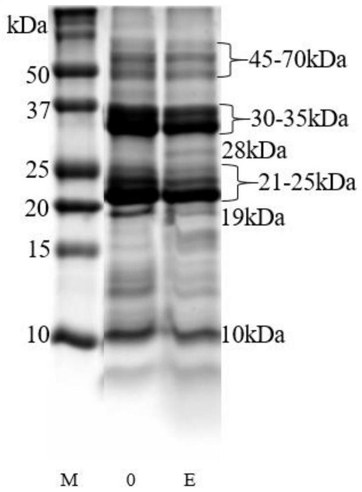 Preparation method of walnut milk with high peptide content