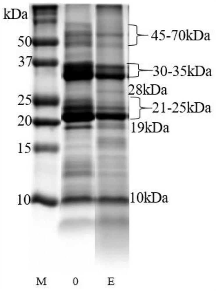 Preparation method of walnut milk with high peptide content