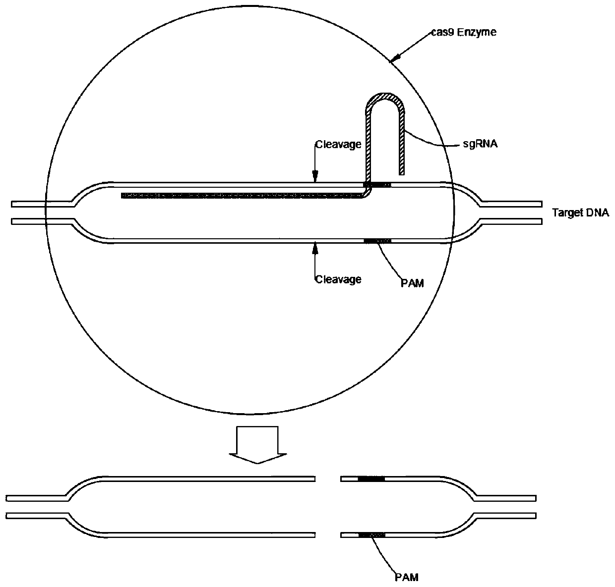 Establishing method of sgRNA expression component driven by gene editing U6 promoter