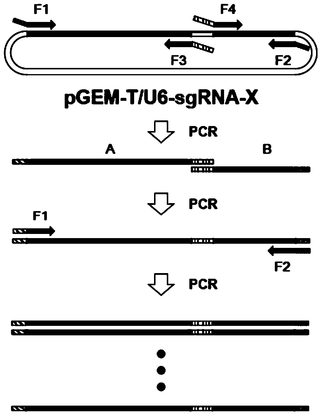 Establishing method of sgRNA expression component driven by gene editing U6 promoter